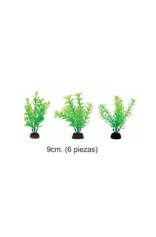 Planta Aqua Green 9cm. 6 Piezas