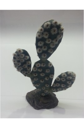 Cactus Sahara 19cm.