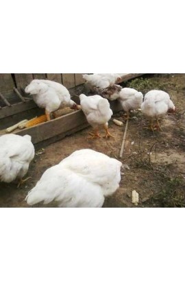pollos engorde granulado 25 kg  herben  alimentacion alimentacion POLLOS ENGORDE GRANULADO 25 KG. Herben ALIMENTACION